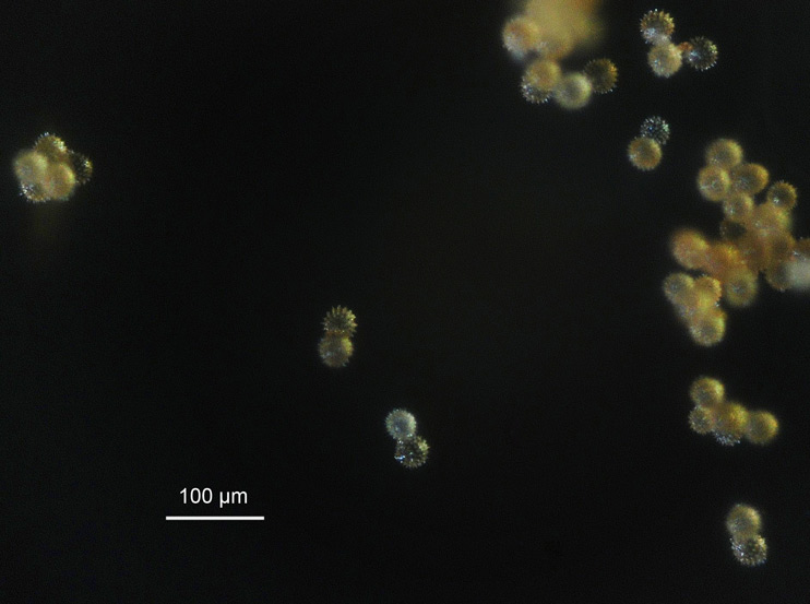 Pollen de Tournesol ©Rob in Space